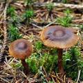 Cortinarius sommerfeltii bi1020