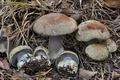 Cortinarius_sphagnophila_cg1088