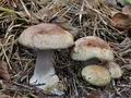 Cortinarius_sphagnophila_cg1095