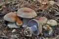 Cortinarius_sphagnophila_cg1096