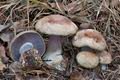 Cortinarius_sphagnophila_cg1099s