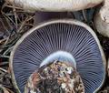 Cortinarius_sphagnophila_cg1108s