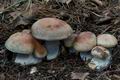 Cortinarius_sphagnophila_cg1133s