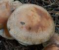 Cortinarius_sphagnophila_cg1139s