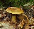 Cortinarius_splendens_bi5491