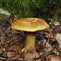 Cortinarius_splendens_bi5498