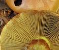 Cortinarius_splendens_bi5505