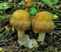 Cortinarius_subalpinus_bv2791