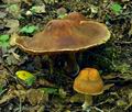 Cortinarius_subalpinus_bv2793