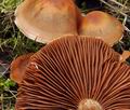 Cortinarius_subbalaustinus_bs8941