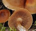 Cortinarius_subbalaustinus_bs8946