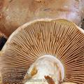 Cortinarius_subbalteatus_be0782