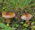 Cortinarius_subbalteatus_bp1297