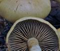 Cortinarius_subtortus_bv1346