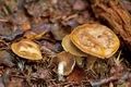 Cortinarius_subtortus_jf8949s