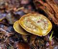 Cortinarius_subtortus_jf8953