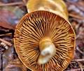 Cortinarius_subtortus_jf8956