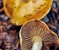 Cortinarius_subtortus_jf8960