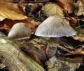 Cortinarius_torvus_bv3930