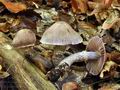 Cortinarius_torvus_bv3940