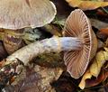 Cortinarius_torvus_bv3942