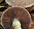 Cortinarius_torvus_bv3943