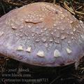 Cortinarius_traganus_ai9715