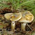 Cortinarius_trivialis_aj0332