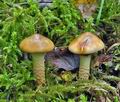 Cortinarius_trivialis_cr6033