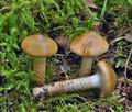 Cortinarius_trivialis_cr6035