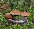 Cortinarius_trivialis_cr6044