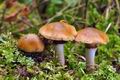 Cortinarius_trivialis_cr6053