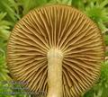 Cortinarius_tubarius_ac7754