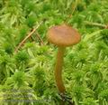 Cortinarius_tubarius_ac7759