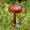 Cortinarius_tubarius_al9933