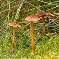 Cortinarius_tubarius_bd9982