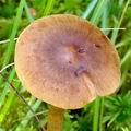 Cortinarius_tubarius_bd9983