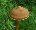 Cortinarius_tubarius_bs7359