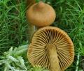 Cortinarius_tubarius_bs7365