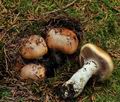 Cortinarius_turmalis_bs9559