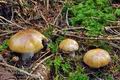 Cortinarius_turmalis_cz8192