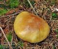 Cortinarius_turmalis_cz8194