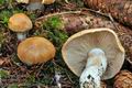 Cortinarius_turmalis_cz8206