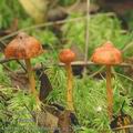 Cortinarius_uliginosus_ag2099