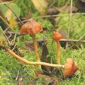 Cortinarius_uliginosus_ag2105