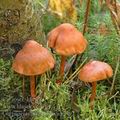 Cortinarius_uliginosus_ag2397