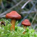 Cortinarius_uliginosus_am0102