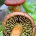 Cortinarius_uliginosus_am0108