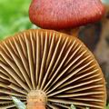 Cortinarius_uliginosus_am0109