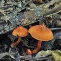 Cortinarius_uliginosus_bm2649